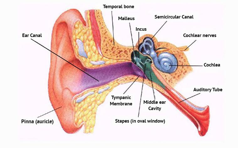 980nm Ent Laser for Endo Nasalsurgery Stenosis & Synechia Ent Ear Nose Throat Laser Device