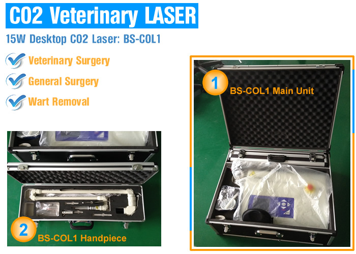Equine Laser Surgery Ablation of Penile and Cervical Lesions