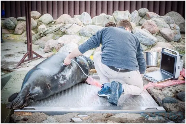 Medical Equipment Portable Color Doppler Ultrasound Sonoscape Veterinary S9V