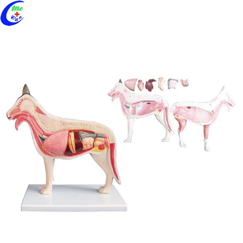 Realistic Cat Animal Anatomy Model