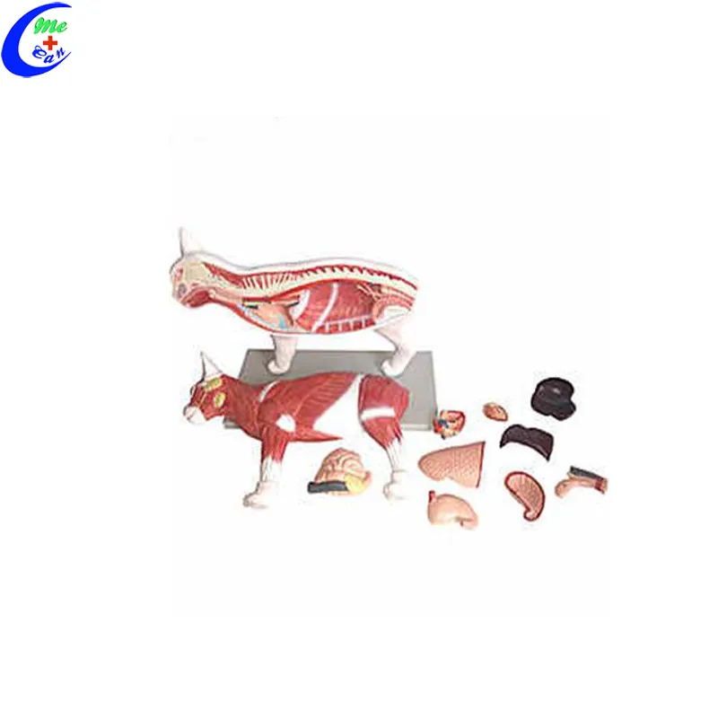 Realistic Cat Animal Anatomy Model