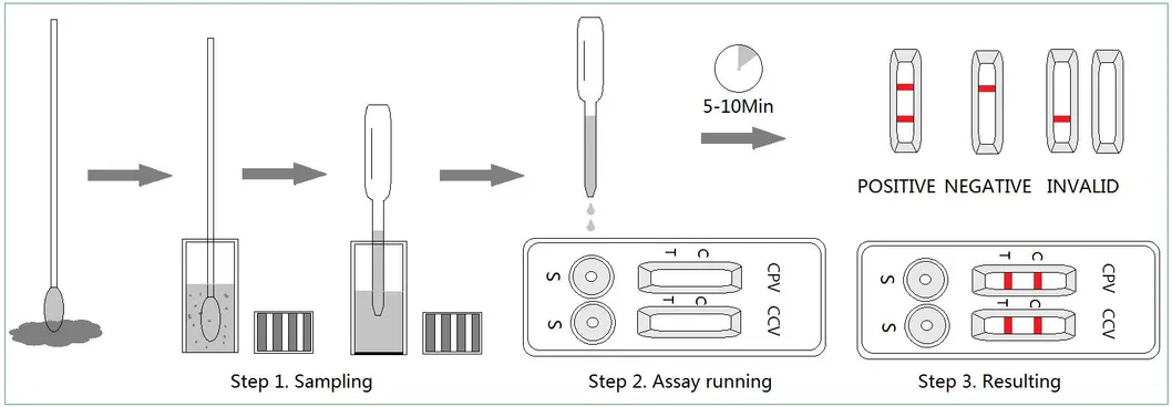 The Cpv Ccv Gia Antigen Combo Rapid Diagnostic Test Kit