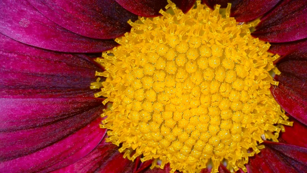 Top-Selling Full HD Video Recording Camera, Digital Medical Camera